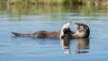 Otter floating on back in river holding a fish Royalty Free Stock Photo