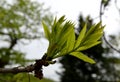 New ash leaves on a twig lush green color close-up developing leaf tree blurred background Royalty Free Stock Photo