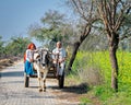 New Ateli, Haryana, India-February 6th, 2023: Old farmer couple in their bullock cart going towards farm