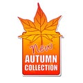 New autumn collection label with leaf Royalty Free Stock Photo