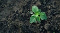 Baby Green Plant Sprouting from Rich Soil Royalty Free Stock Photo