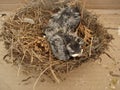 New baby robin in nest - top view Royalty Free Stock Photo