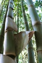 Bamboo tree seen from below, focusing on four main bamboos