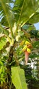 new banana tree bearing fruit Royalty Free Stock Photo