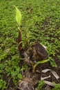 New Banana Tree Sprouts from the Old Stump Royalty Free Stock Photo
