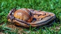 New Baseball in a Glove in the Outfield Generative AI