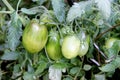 New batch tomatoes are ripening on the bush. Organic crop