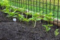 New Bean Crop in Backyard Garden Royalty Free Stock Photo