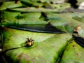 New Beginning Leaves Growing in The Leaf Royalty Free Stock Photo