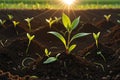 New Beginnings: Dawn\'s First Light Caresses a Sapling, Tender Shoots Piercing Through Rich Soil, Embodiment of New Life Royalty Free Stock Photo