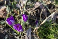 A New Beginnings - The First Purple Crocuses of Spring Royalty Free Stock Photo