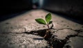 New beginnings sprout success on damaged cement, nature growth persists generated by AI Royalty Free Stock Photo