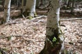 A new being appears in a beech tree. Royalty Free Stock Photo