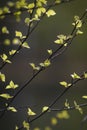 New birch leaves have opened in the spring