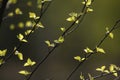 New birch leaves have opened in the spring. Soon is summer.