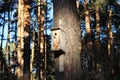 New birdhouse tied with wire to a pine tree. Taking care of the birds Royalty Free Stock Photo