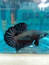 New Black cooper betta fish