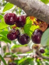 New black ripe cherries on branch Royalty Free Stock Photo