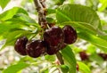 New black ripe cherries on branch Royalty Free Stock Photo