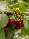 New black ripe cherries on branch Royalty Free Stock Photo
