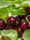 New black ripe cherries on branch Royalty Free Stock Photo