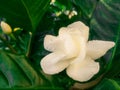 New bloom beautiful white flower plant Royalty Free Stock Photo