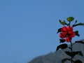 Rose stem with new bloom Royalty Free Stock Photo