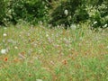 New Blooms Appear At The Edge of a Meadow