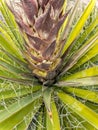 Yucca plant blooms pushing through Royalty Free Stock Photo