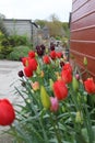 Red and burgundy Tulip heads part open