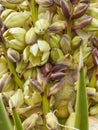 Yucca plant blossoms up close Royalty Free Stock Photo