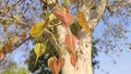 New blossoming yellow leaves of Peepal tree Ficus religiosa branches Royalty Free Stock Photo