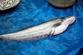 Boal fish on Blue polythene background