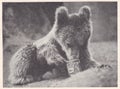 Vintage 1930s black and white photo of a bear with a tin of Golden Syrup.