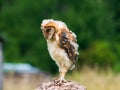 New-Born Baby Barn Owl Royalty Free Stock Photo