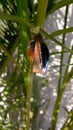 New born baby butterfly insect