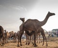 New born baby camel drinking milk from its mother at pushkar camel festival