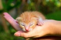 New born baby cat. Red kitty in caring hands. Royalty Free Stock Photo