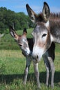 New Born Baby Royalty Free Stock Photo