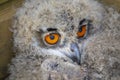 Baby captive born european eagle owl Royalty Free Stock Photo