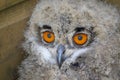 Baby captive born european eagle owl Royalty Free Stock Photo