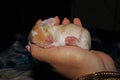 New born baby lop rabbit kit animal pet. Cute bunny kits.