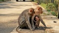 New born baby monkey with mother and father Royalty Free Stock Photo