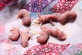 new born baby rat group Royalty Free Stock Photo