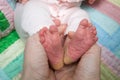 New born Baby`s feet (in mommy`s hands) Royalty Free Stock Photo