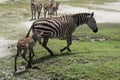 New born baby zebra learning how to walk Royalty Free Stock Photo