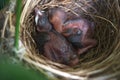 Beautiful new born bird without feathers. Birds sleeping in nest waiting for mother to bring food. Royalty Free Stock Photo