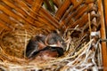 A new born bird in nest