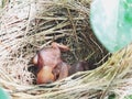 New born birds Royalty Free Stock Photo