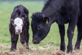 A new born black and white calf with its mother